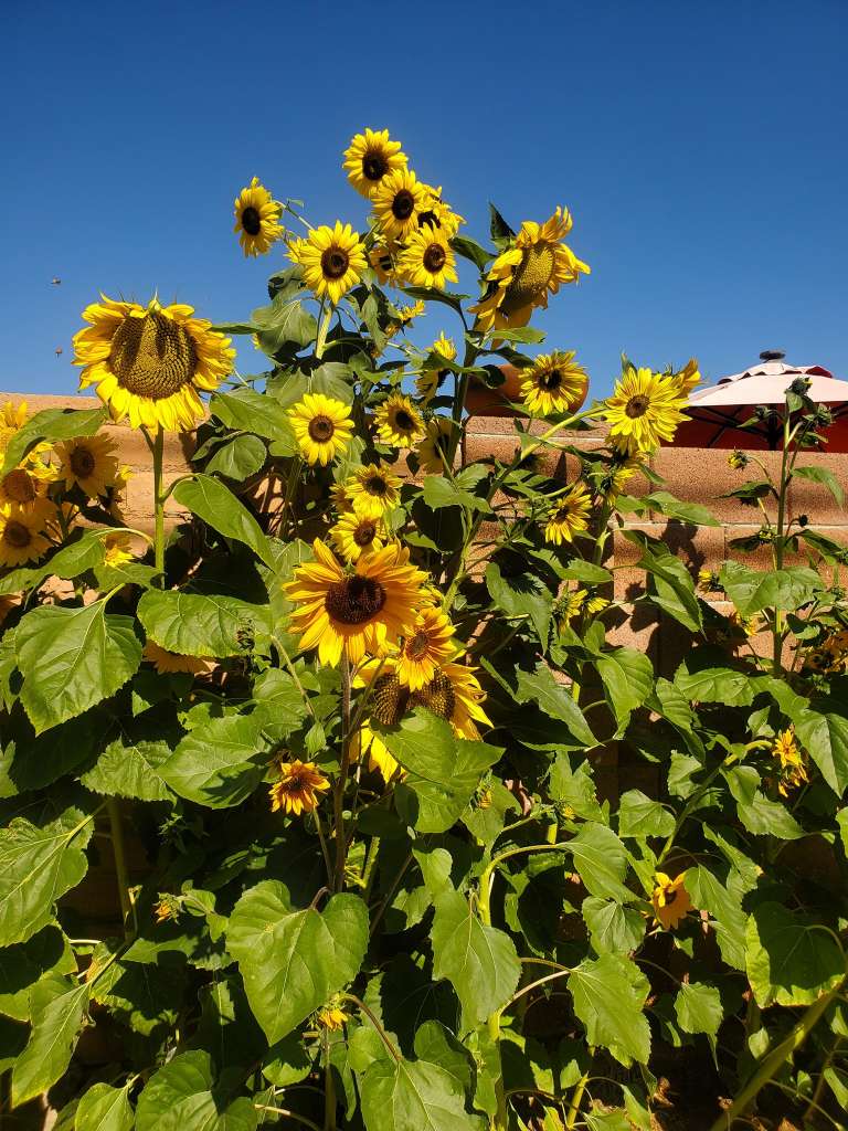 How tall do sunflowers grow in pots