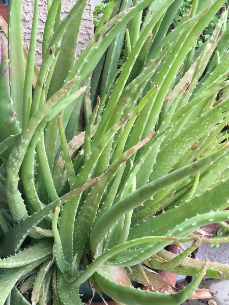 Growing Aloe Vera in Pots