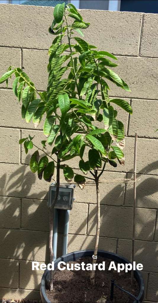 How to Grow Custard Apple in a Container