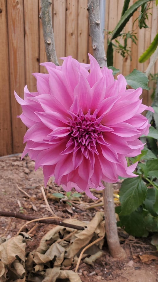 How to Grow Dahlias in a Pot