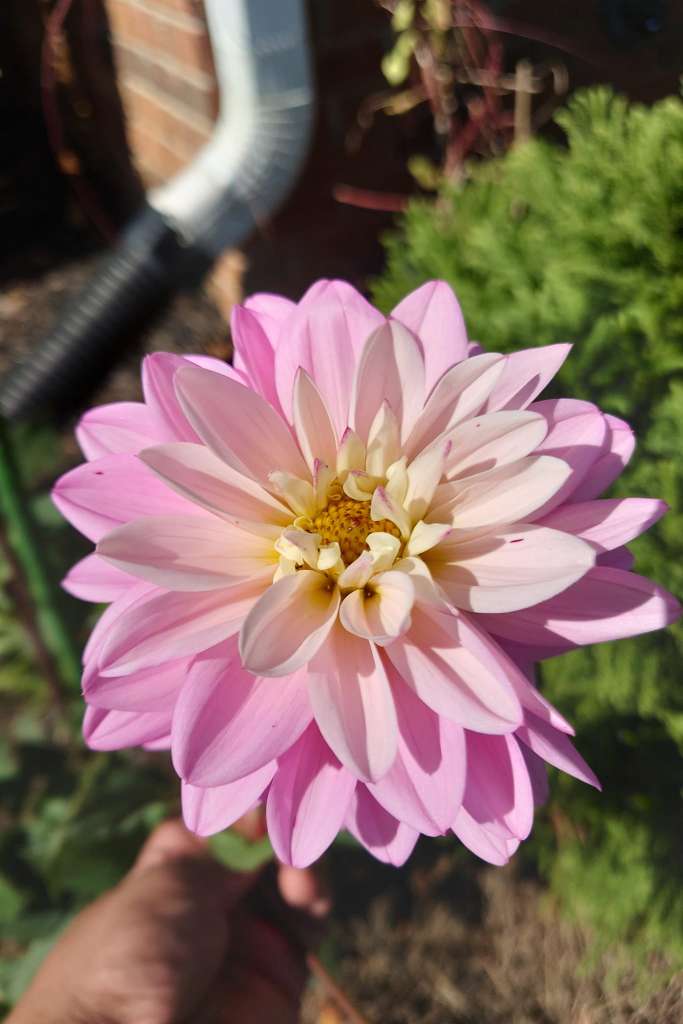How to Grow Dahlias in a container