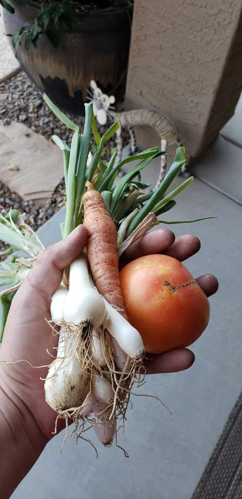 How to Grow Leeks in Pots