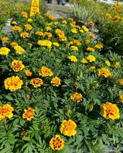 Growing Marigolds in Pots: A Step-By-Step Guide