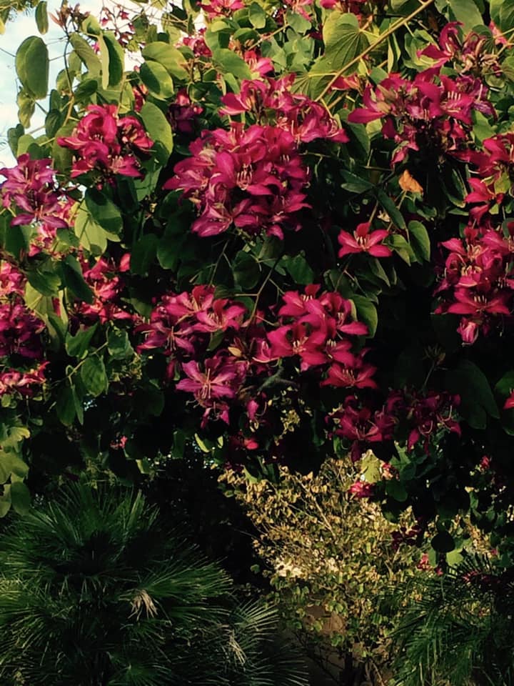 How to Grow Orchids in a Pot