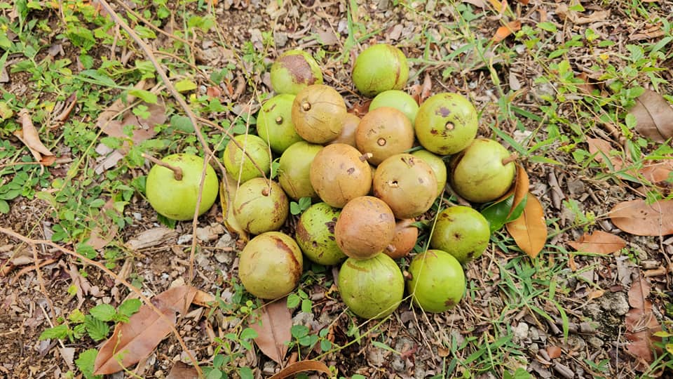 Growing Star Apple in Containers: A Step-By-Step Guide