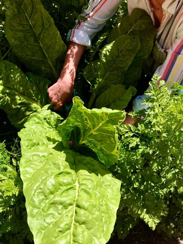 How to Grow Swiss Chard in Pots