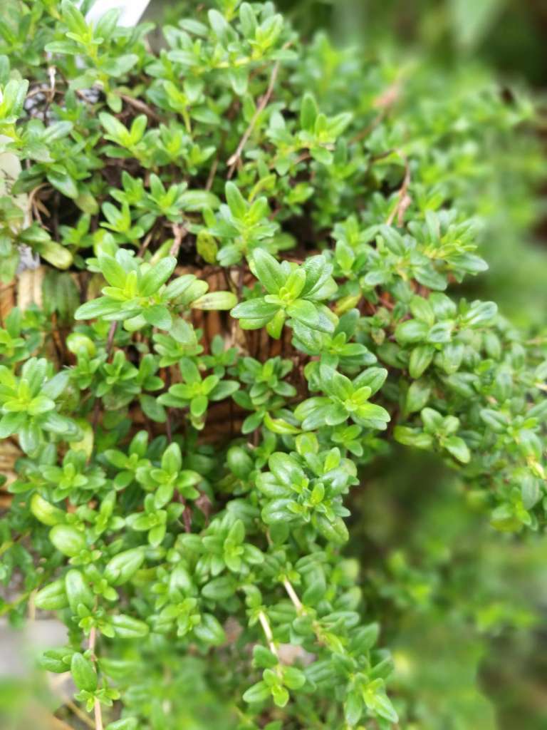 How to Grow Thyme in Pots