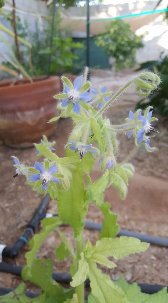 How to Grow Borage in Pots