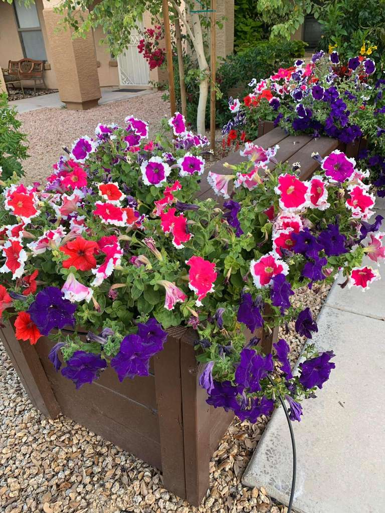 How to grow Petunia in a pot