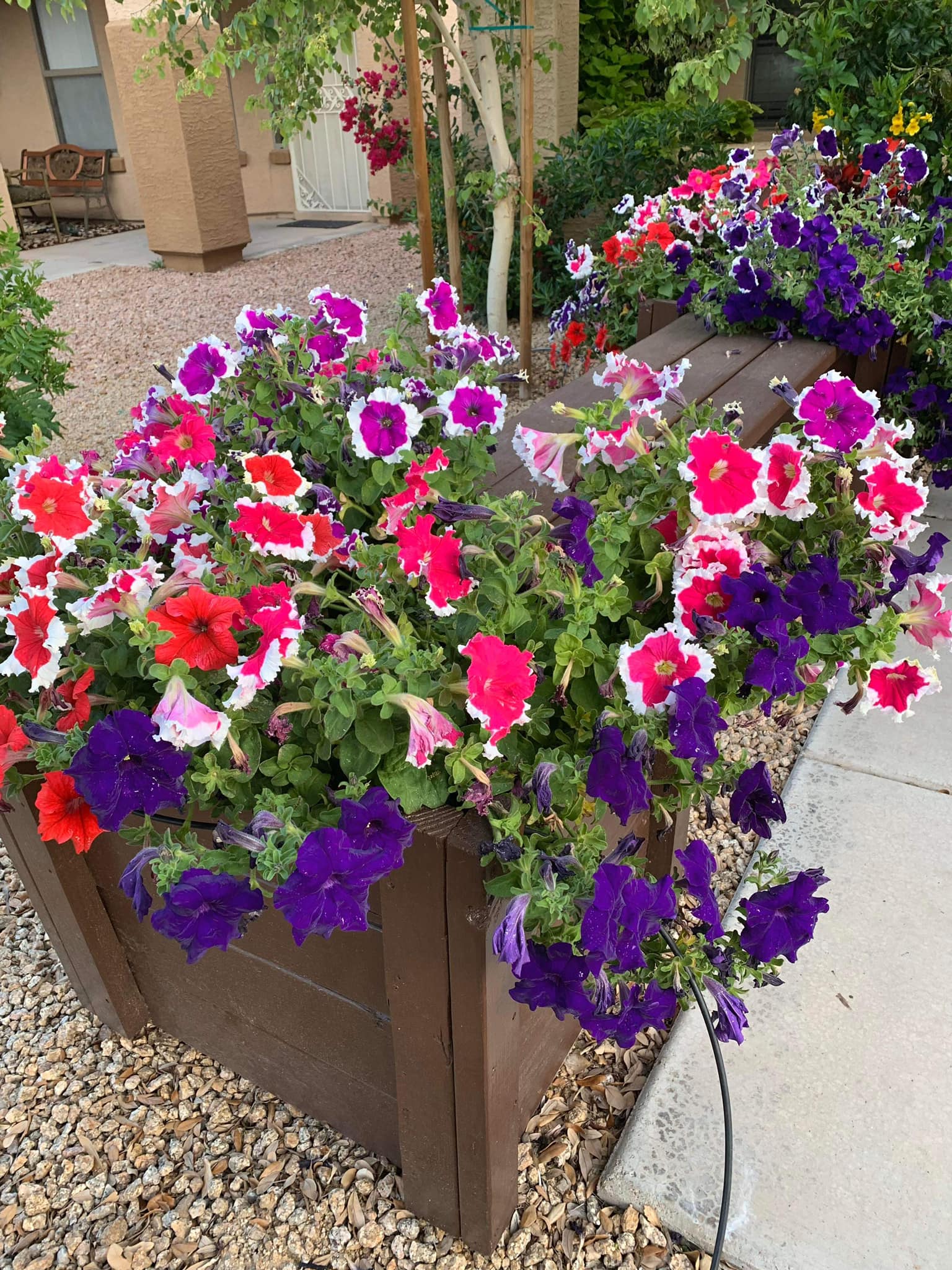 Growing Petunias in Pots: A Step-By-Step Guide