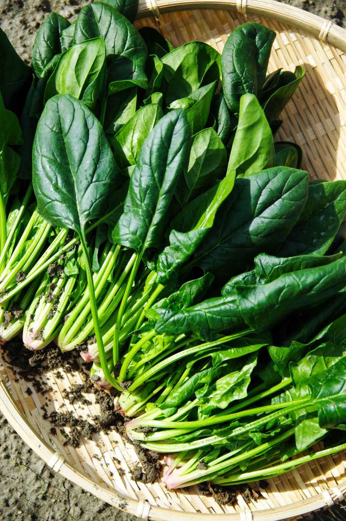 How to Grow Spinach in Pots