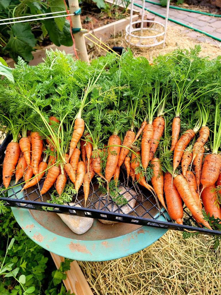 How to Grow Carrots in Pots