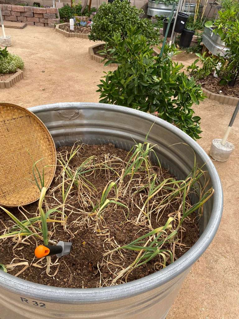 How to Grow Garlic in Containers