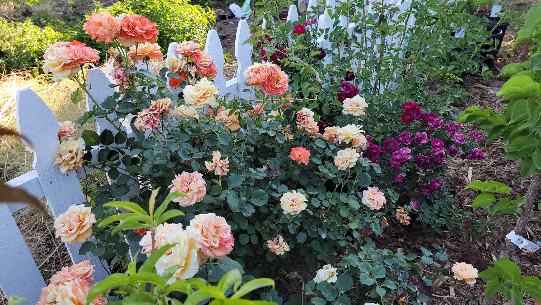 Keeping Potted Roses Growing Roses in Pots: A Step-By-Step Guide