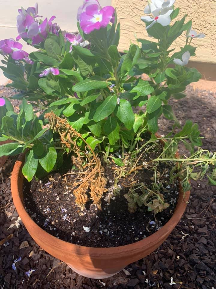 How to Grow Petunias in a Pot