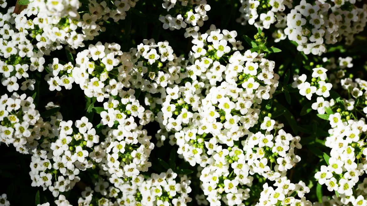 Growing Sweet Alyssum in Pots: A Step-By-Step Guide
