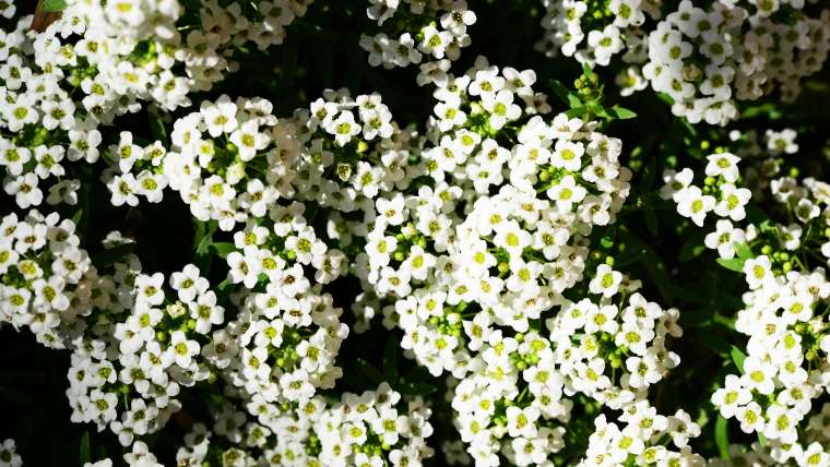 Growing Sweet Alyssum in Pots: A Step-By-Step Guide