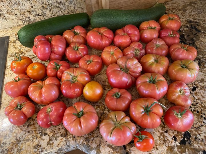Container-grown tomato plants