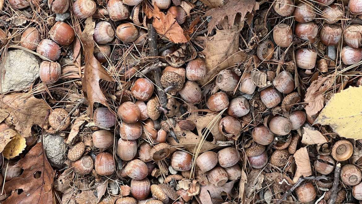 Growing Acorns in Pots: A Step-By-Step Guide