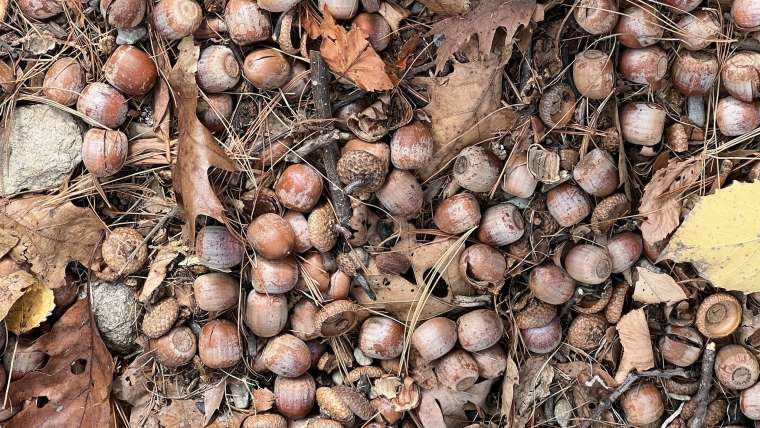 Growing Acorns in Pots: A Step-By-Step Guide