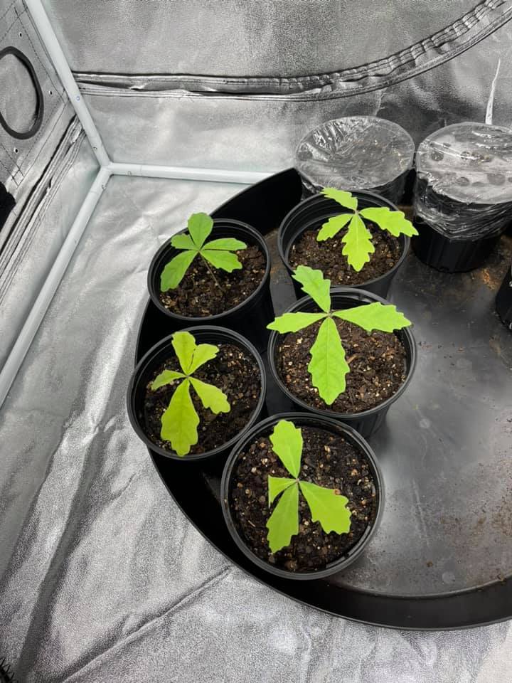 Growing Acorns in a Pot