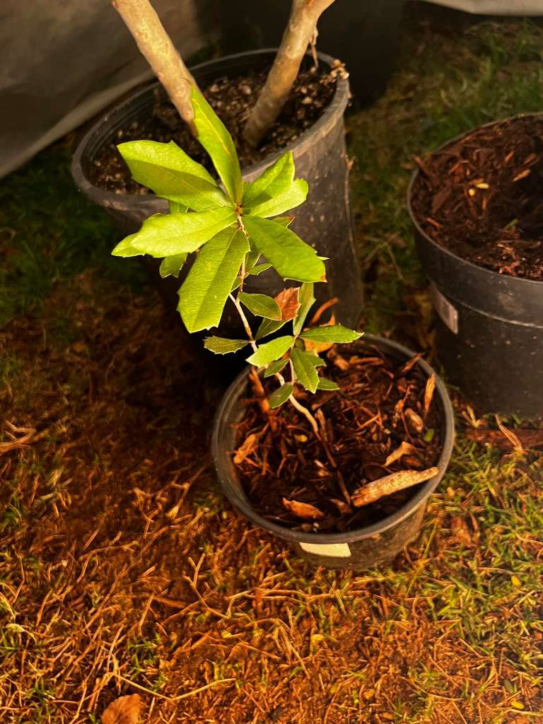 Growing Acorns in a container