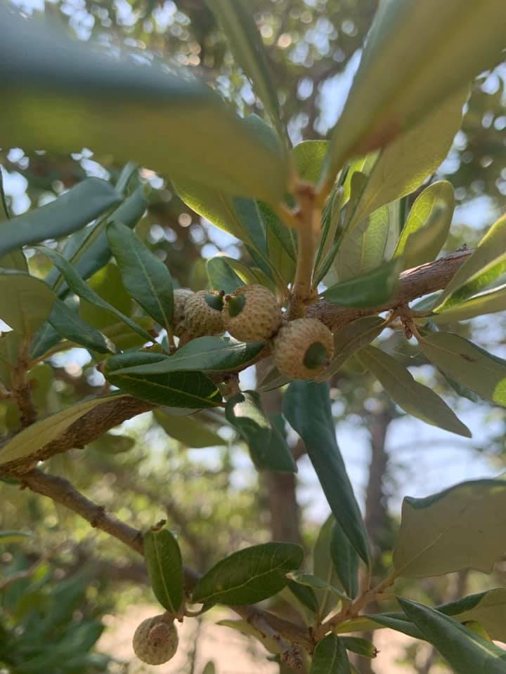 Growing Acorns in containers