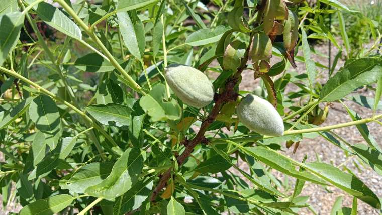 Growing Almonds in Containers: A Step-By-Step Guide