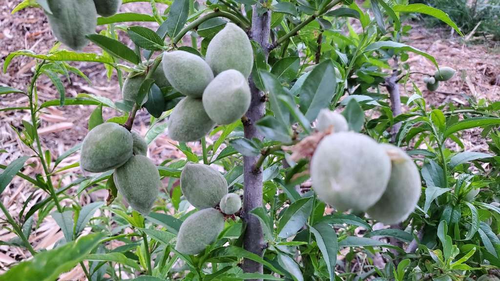 Growing Almonds in in a pot