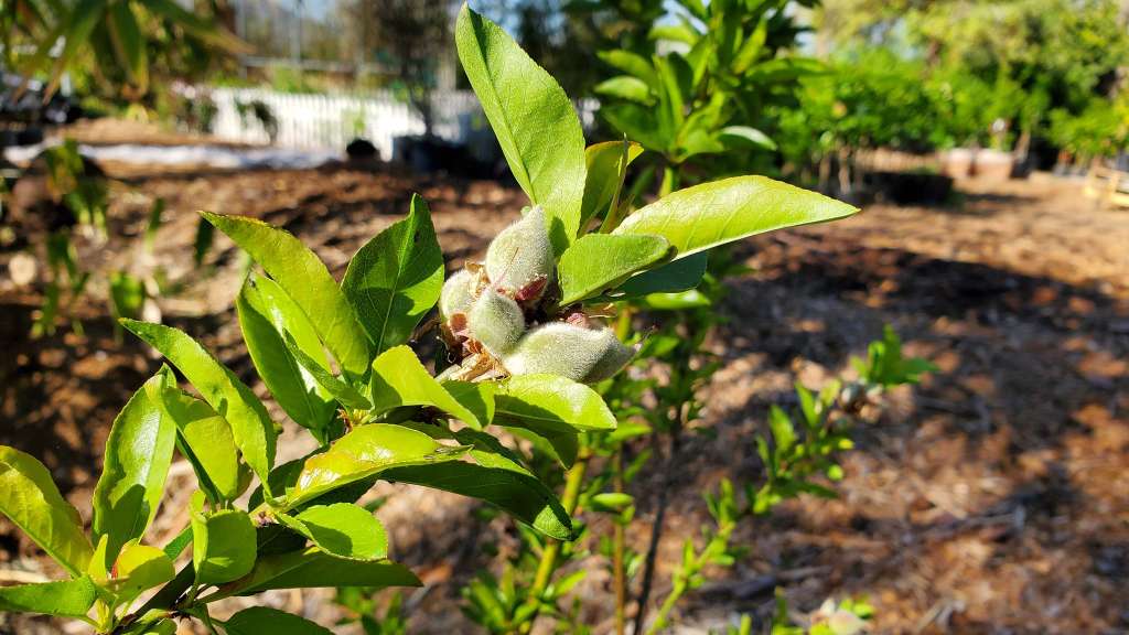 Growing Almonds in pots