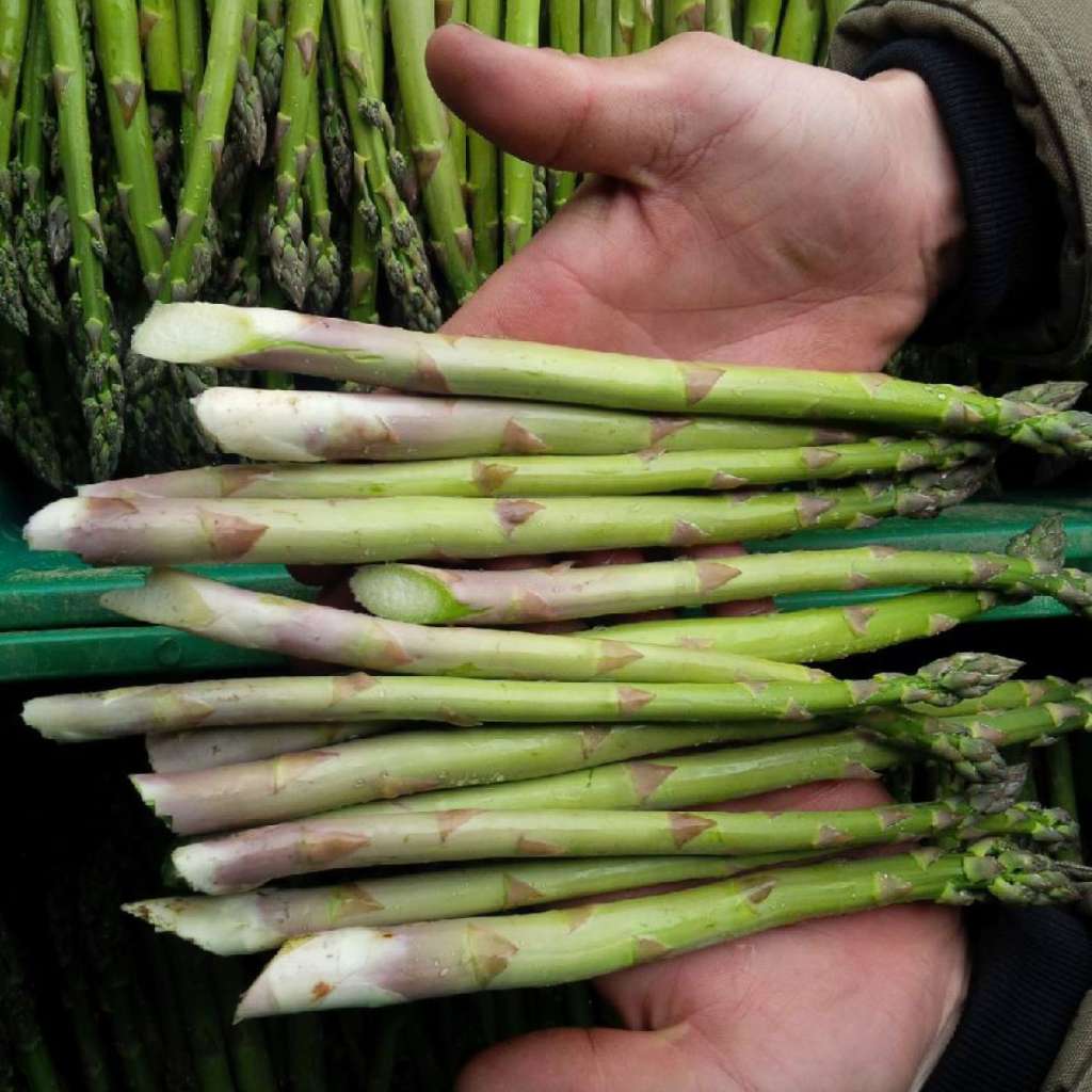Growing Asparagus in Pots