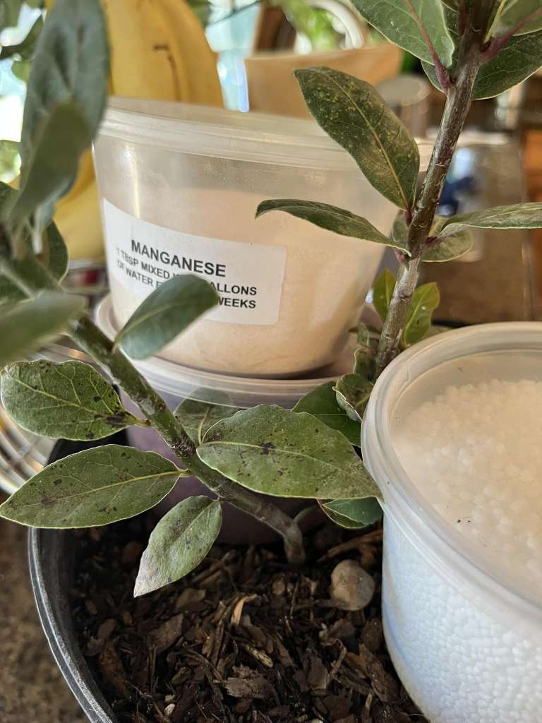 Growing Bay Leaf in a container