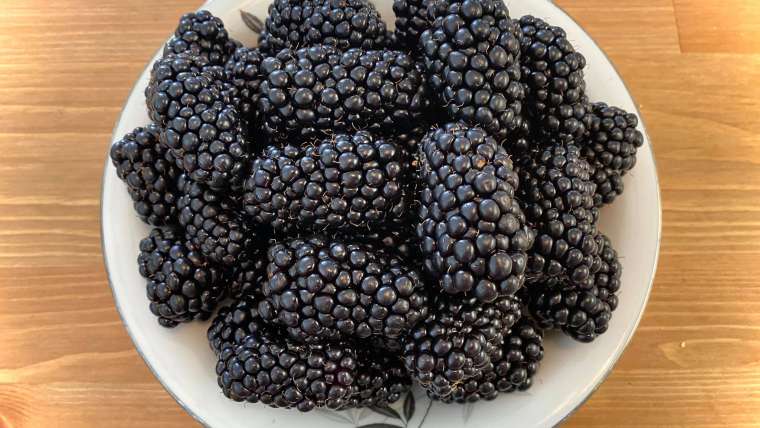 Growing Blackberries in Pots: A Step-By-Step Guide