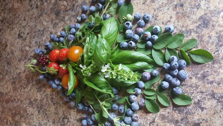 Growing Blueberries in Containers: A Step-By-Step Guide