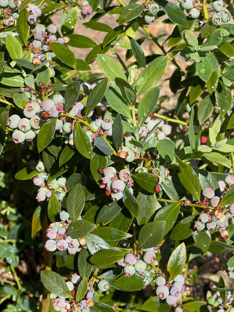 How to Grow Blueberries in a Pot?