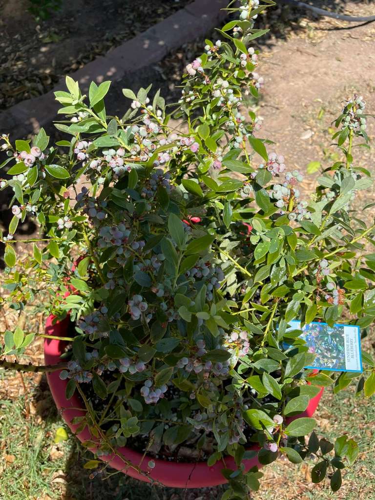 Growing Blueberries in pots