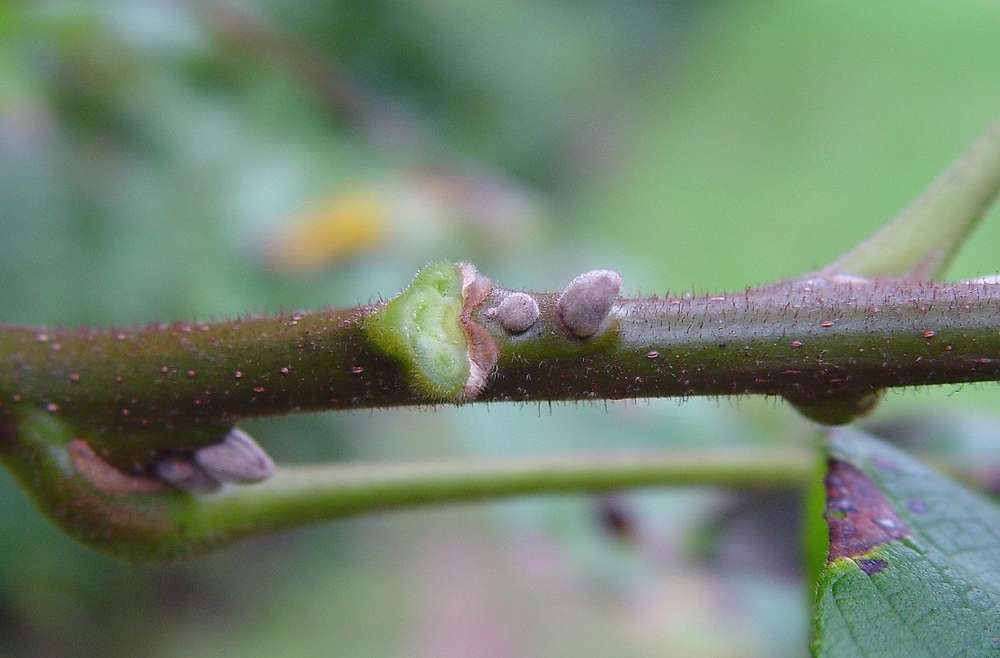 Growing Butternuts in Containers: A Step-By-Step Guide