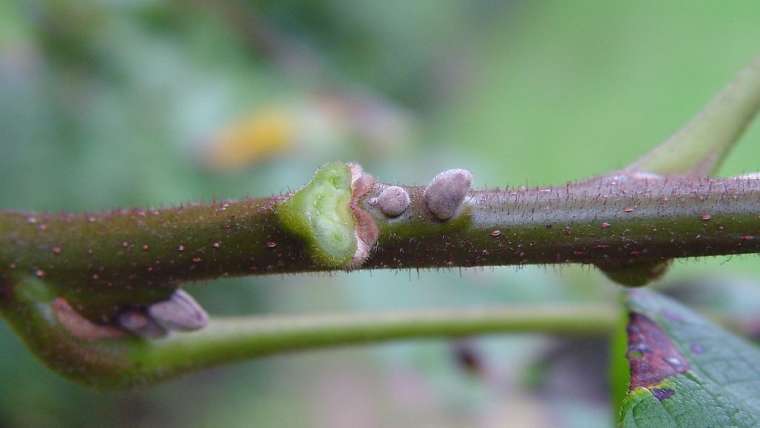 Growing Butternuts in Containers: A Step-By-Step Guide