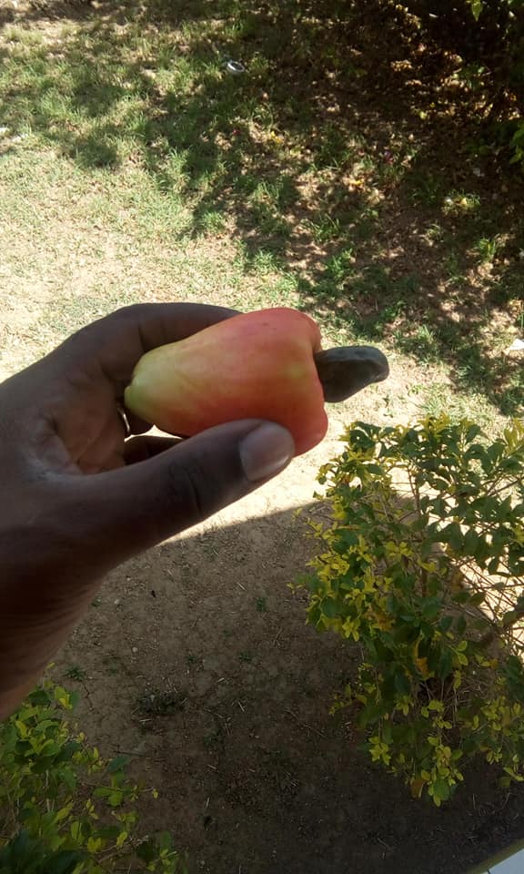 Growing Cashews in a Container