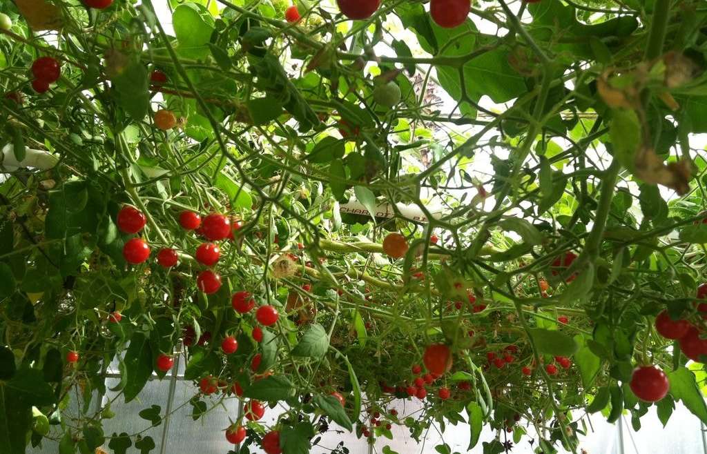 Growing Cherry Tomatoes in a Pot: A Step-By-Step Guide