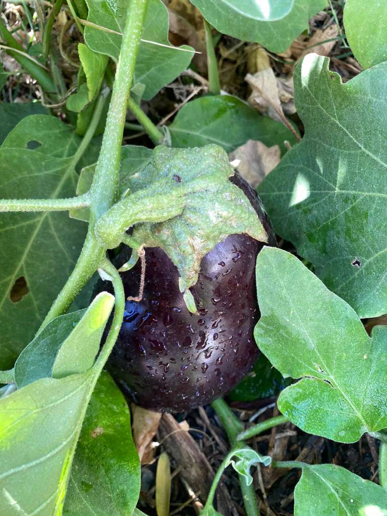 Growing Eggplants in a container