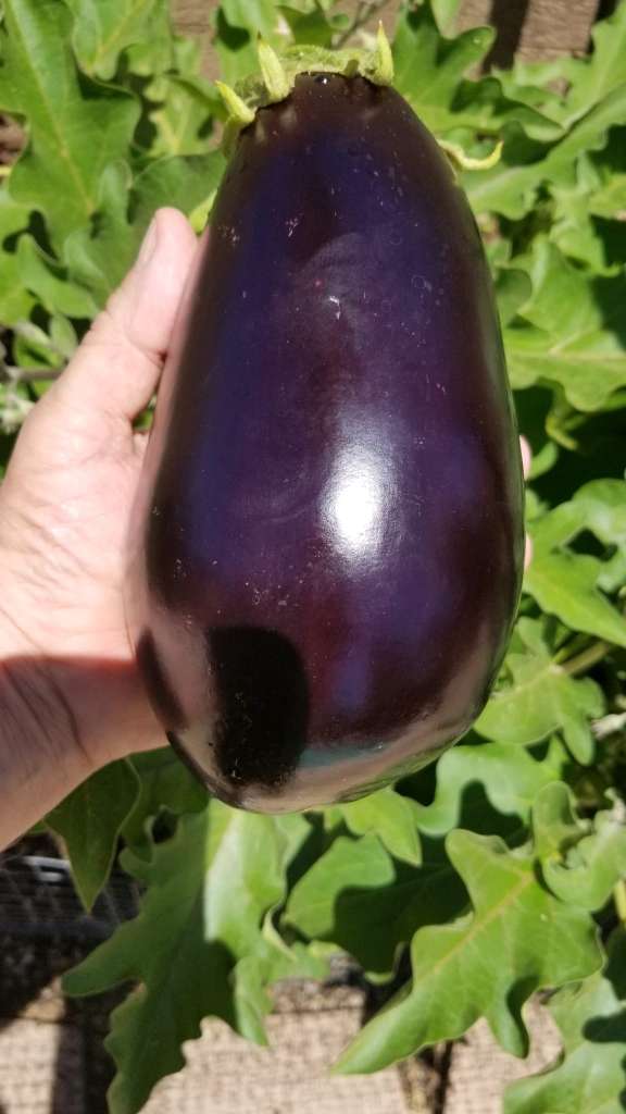 Growing Eggplants in a pot
