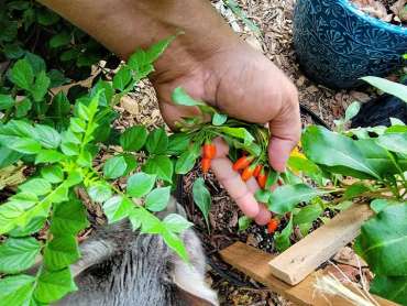 Growing Goji Berries in Containers: A Step-By-Step Guide