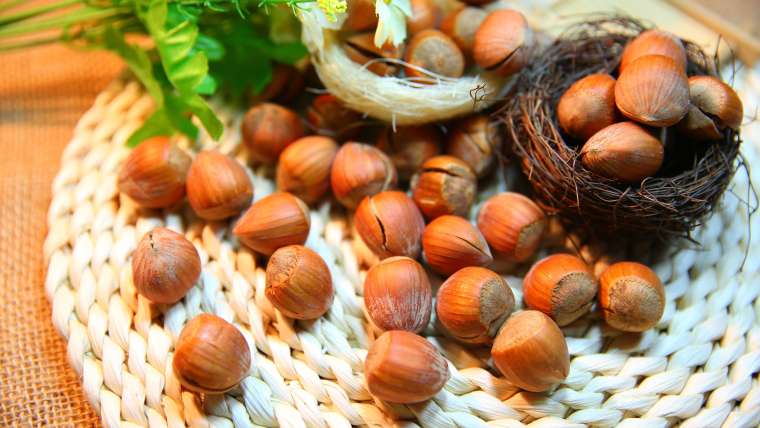 Growing Hazelnuts in Containers: A Step-By-Step Guide