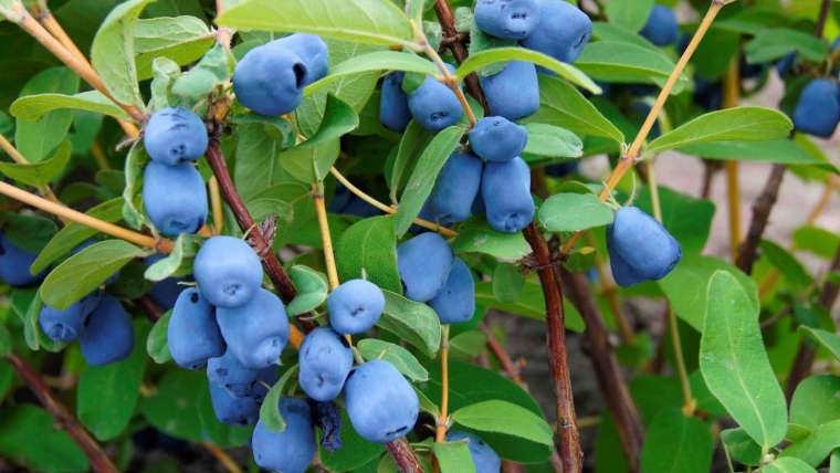 Growing Honeyberries in Pots: A Step-By-Step Guide