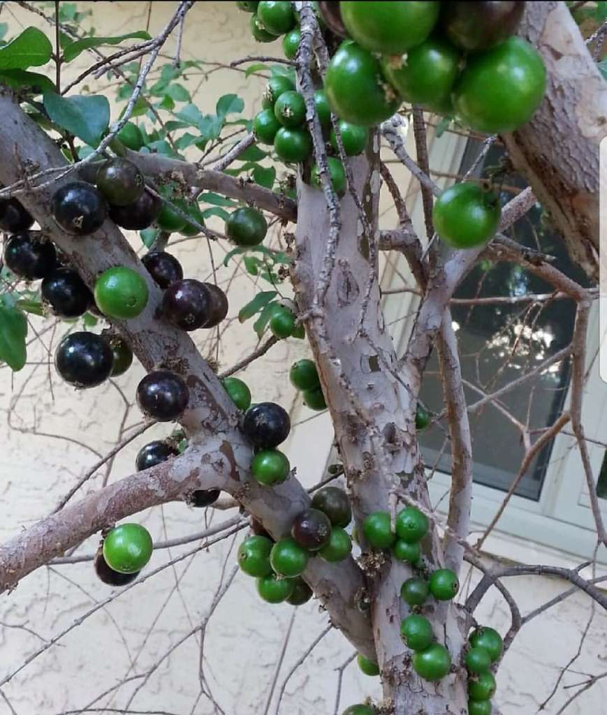 Growing Jabuticaba in pots