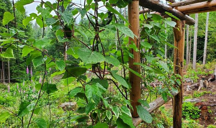 Growing Kiwi in Pots: A Step-By-Step Guide