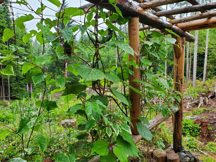 Growing Kiwi in Pots: A Step-By-Step Guide