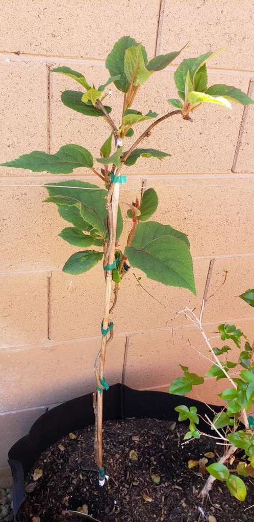 Growing Kiwi in a Pot