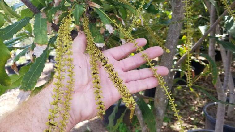 Growing Macadamia in Containers: A Step-By-Step Guide